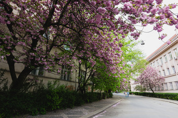 Pink sakura blossom on streets of town doring springtime