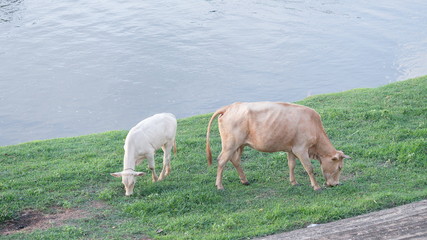 Cow relax on grass  riverside