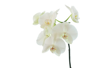 white orchid wedding on a white background 3 - obrazy, fototapety, plakaty