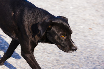 Stray dog in the city