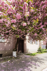 Pink sakura blossom on streets of town doring springtime