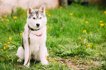 Young Husky Puppy Dog Sit In Green Grass In Summer Park Outdoor.