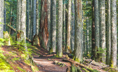 tree trunk in big forest.