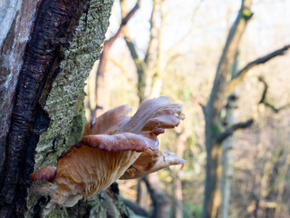 large fungus growths on a tree