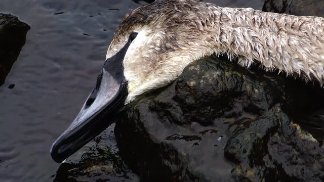 Young Swan died. Dead bird on the beach