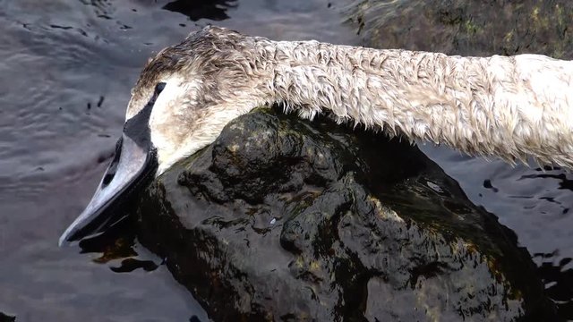 Young Swan died. Dead bird on the beach
