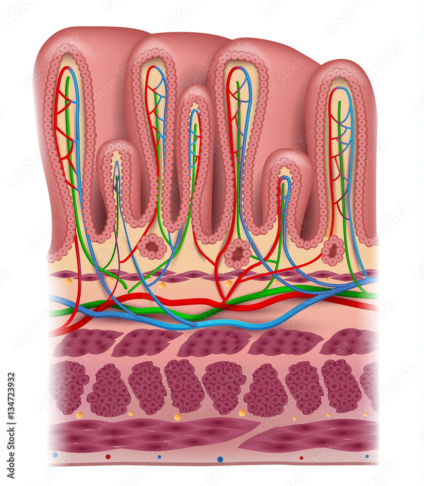 Canvas Prints stomach wall layers detailed anatomy, beautiful colorful drawing on a white background