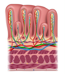 Stomach wall layers detailed anatomy, beautiful colorful drawing on a white background