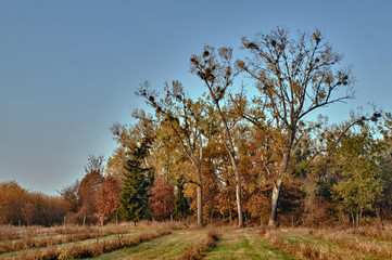Rural landscape in autumn in Poland.