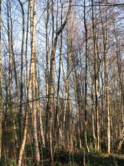 Silver birch trees on a sunny blue winters day in a park in Manchester