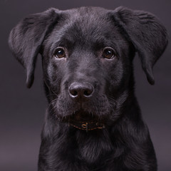 Labrador retriever puppy, dogs, black background