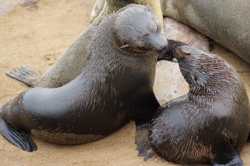 Ohrenrobben, Robbenkolonie am Kreuzkap, Namibia