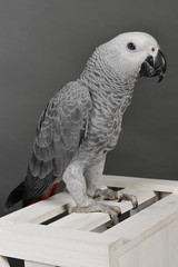 Obraz premium perroquet gris du gabon