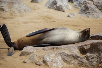 Ohrenrobben, Robbenkolonie am Kreuzkap, Namibia