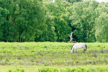 New Forest Pony