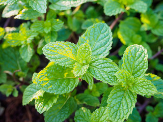 fresh mints leaves in the garden