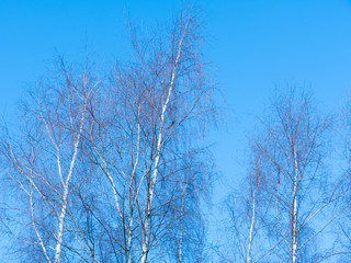 Silver birch trees on a sunny blue winters day in a park in Manchester