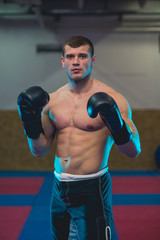 Boxer posing facing camera from front