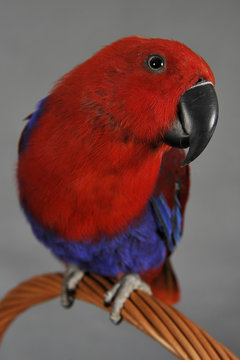 7 Best Perroquet Eclectus Images Stock Photos Vectors Adobe Stock