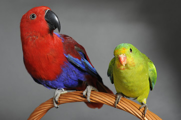 perroquet rouge et bleu et perruche