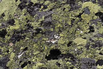 Lichens à la Réserve Naturelle des Aiguilles Rouges
