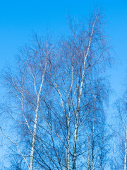 Silver birch trees on a sunny blue winters day in a park in Manchester