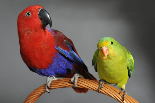 perroquet rouge et bleu et perruche