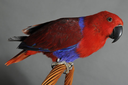7 Best Perroquet Eclectus Images Stock Photos Vectors Adobe Stock