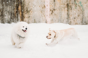 Two Funny Dogs - Labrador Dog And Samoyed Playing And Running Outdoors