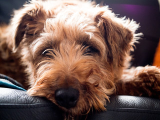 An Irish Terrier dog looking very relaxed on a black leather sofa