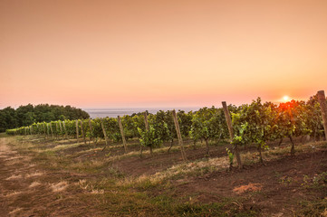 Summer Grape field at dawn