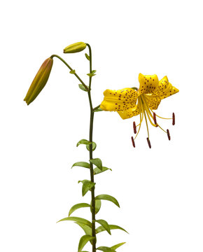 Asian yellow lilies "Citronella" on a white background isolated