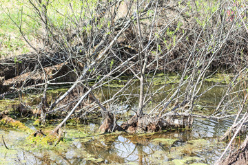 duckweed and bushes in the pond