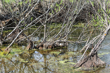 duckweed and bushes in the pond