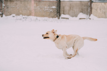 Fototapeta na wymiar Labrador Dog Play Run Outdoor In Snow, Winter Season