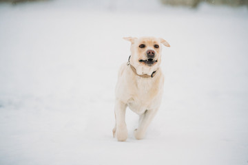 Labrador Dog Play Run Outdoor In Snow, Winter Season
