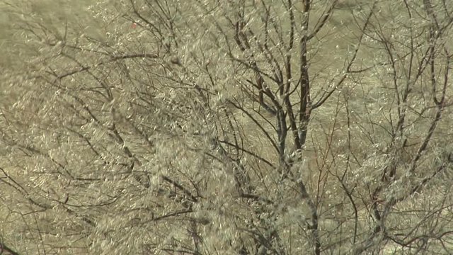 Prairie Winds Blow Tree Branches on Sunny Winter Day