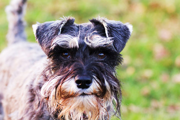 close up schnauzer dog in the countryside
