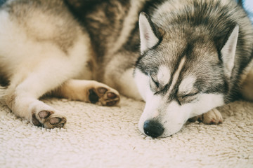 Gray Adult Siberian Husky Dog Sibirsky Husky Sleeping In Bed