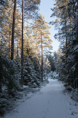 Winter, snow covered road in forest at sunset