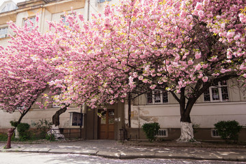 Naklejka premium Pink sakura blossom on streets of town doring springtime