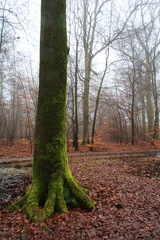 English woodland on a foggy misty morning