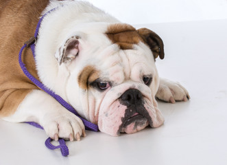 male english bulldog