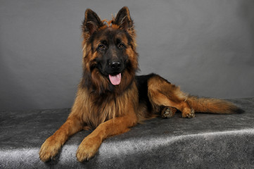 berger allemand