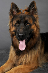 berger allemand