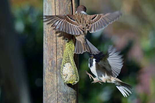 Zwei Sperlinge streiten sich um den Platz auf einem Meisenkn&ouml;del (Gro&szlig;aufnahme)