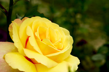 Желтая роза