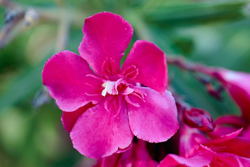 Flower of a red Nerium oleander, with the green leaves in the background. Spain