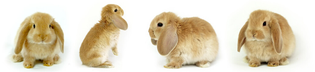 Obraz premium słodki króliczek w różnych pozach