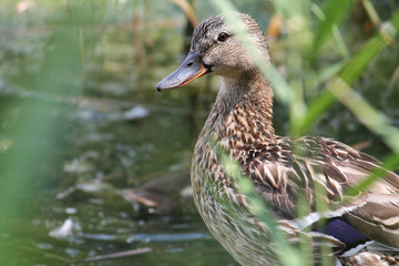 Female mallard